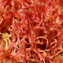 Image of <i>Sphagnum warnstorfii</i>