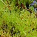 Image of Straw Spear Moss