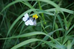 Plancia ëd Pieris