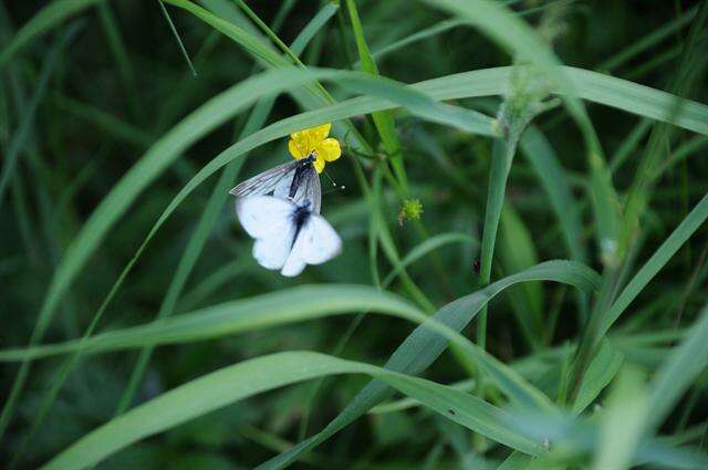 Plancia ëd Pieris