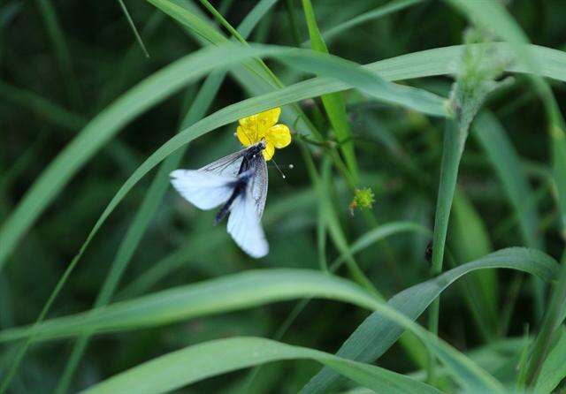 Plancia ëd Pieris