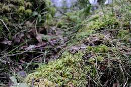 Image of rhizomnium moss