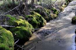 صورة Sphagnum fimbriatum Wilson ex J. D. Hooker 1847