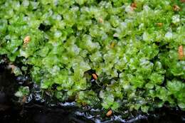 Image of pseudobryum moss