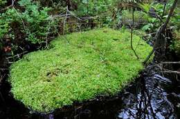 Image of pseudobryum moss