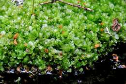 Image of pseudobryum moss