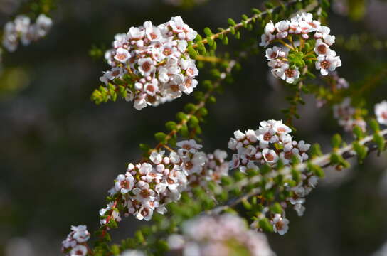 Image of Scholtzia obovata (DC.) Schauer