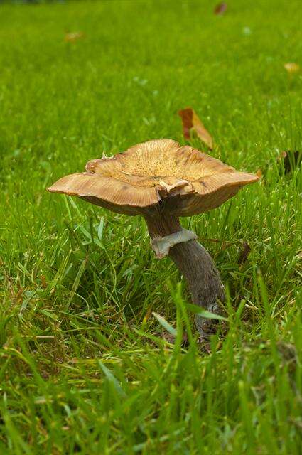 Plancia ëd <i>Armillaria lutea</i>