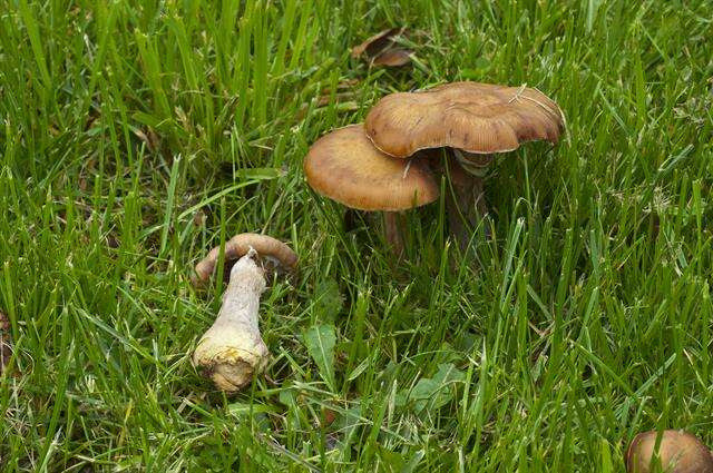 Plancia ëd <i>Armillaria lutea</i>