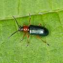 Image of Cereal leaf beetle