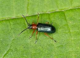 Oulema (Oulema) melanopus (Linnaeus 1758) resmi