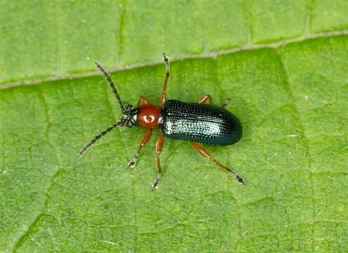 Image of Cereal leaf beetle