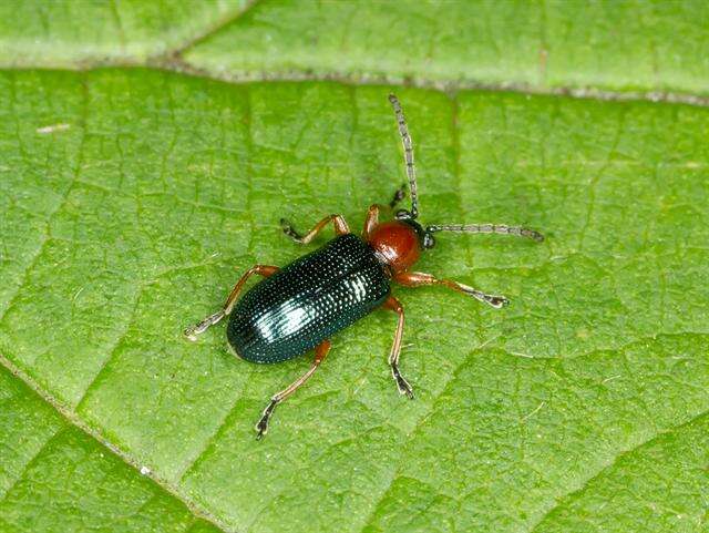 Image of Cereal leaf beetle