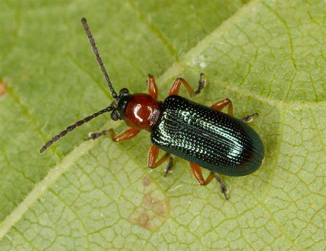 Image of Cereal leaf beetle