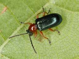 Image of Cereal leaf beetle