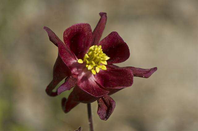 Plancia ëd Aquilegia