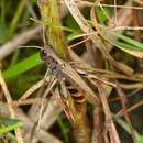 Image of rufous grasshopper