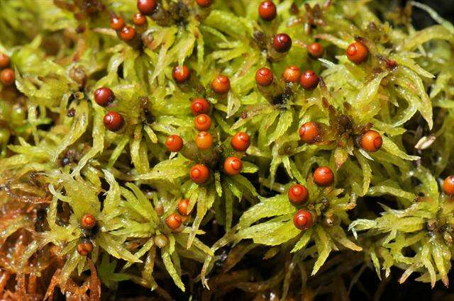 Image of sphagnum