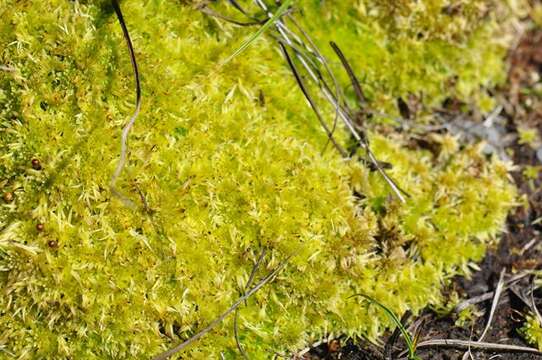 Sphagnum teres Ångström ex C. J. Hartman 1861的圖片