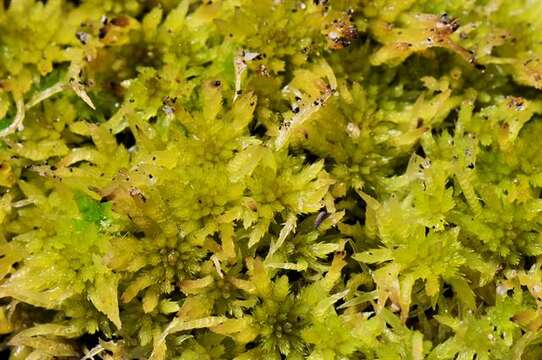 Sphagnum teres Ångström ex C. J. Hartman 1861的圖片