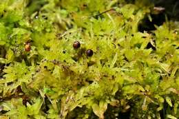 Image of sphagnum