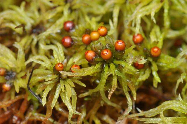 Sphagnum teres Ångström ex C. J. Hartman 1861的圖片