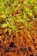 Sphagnum teres Ångström ex C. J. Hartman 1861的圖片