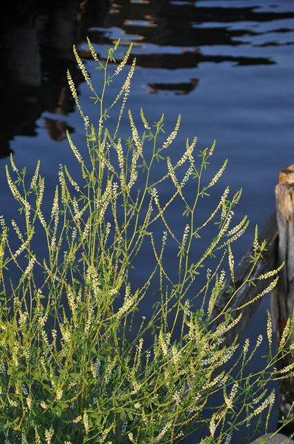 Image of Sweet Clover