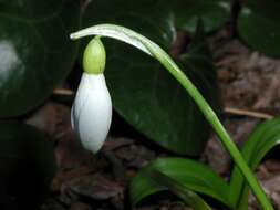 Image of Galanthus ikariae Baker