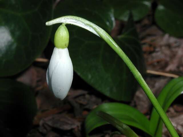 Image of Galanthus ikariae Baker