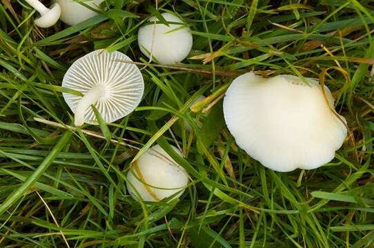 Image of Snowy Waxcap
