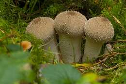 Image of Lycoperdon