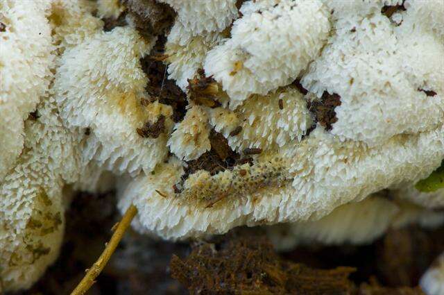 Image de Fungi