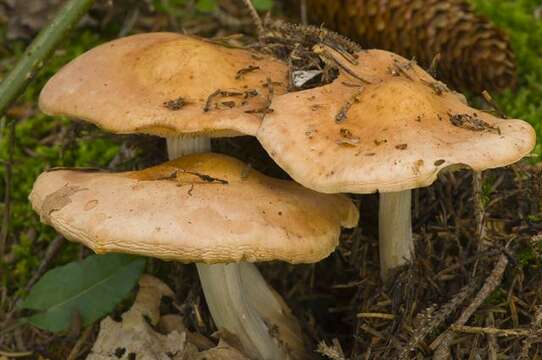 صورة Rhodocollybia fodiens (Kalchbr.) Antonín & Noordel. 1997