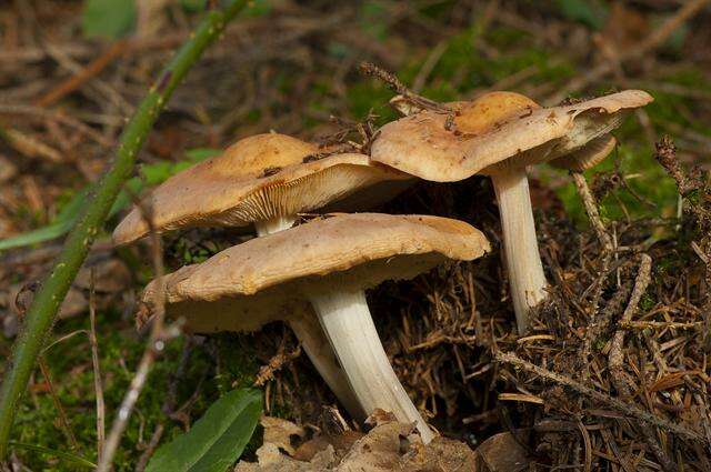 صورة Rhodocollybia fodiens (Kalchbr.) Antonín & Noordel. 1997