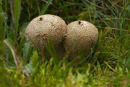 Imagem de Lycoperdon