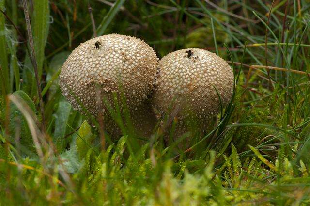 Image of Lycoperdon