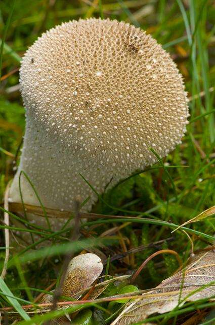 Imagem de Lycoperdon