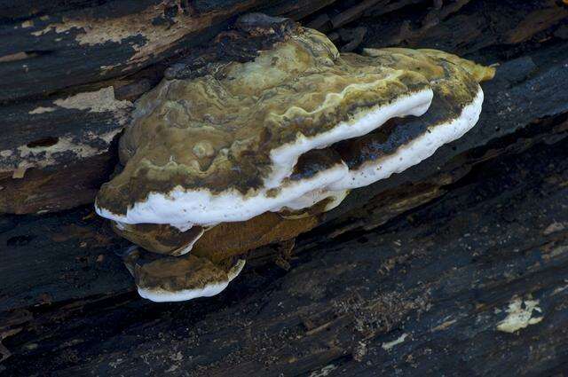 Image of Ganoderma