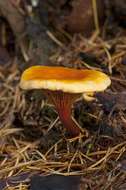 صورة Hygrophoropsidaceae