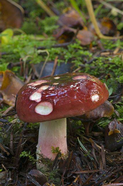 Image of Shrimp Mushroom