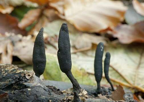 Image of Xylaria