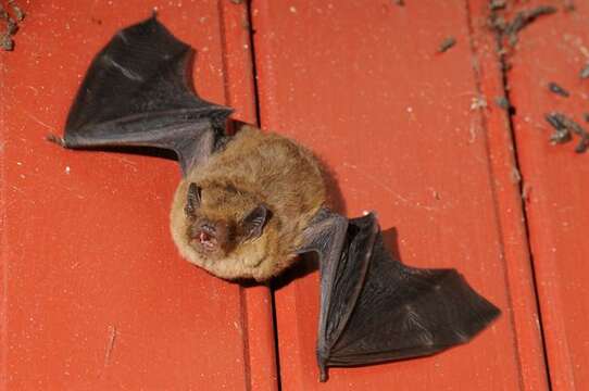 Image of Pipistrelles