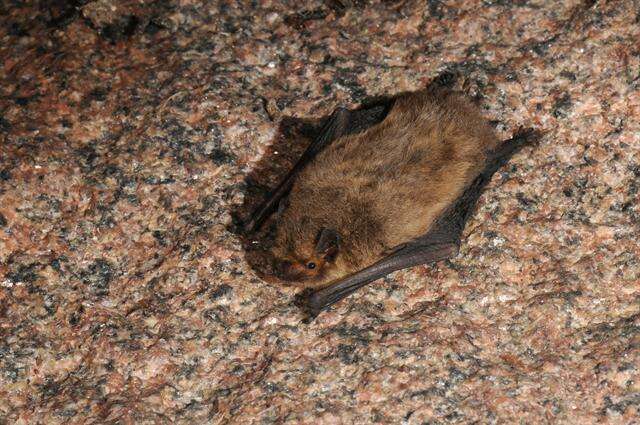 Image of Pipistrelles