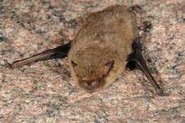 Image of Pipistrelles