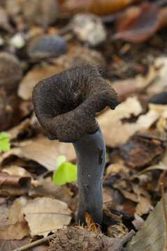 Image of Craterellus