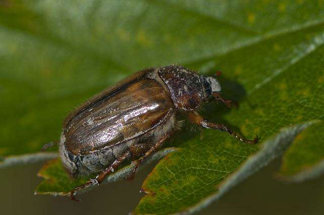 Image of European Chafers