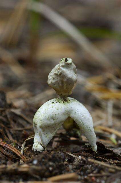 Image of Geastrum schmidelii Vittad. 1842