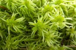 Image of sphagnum