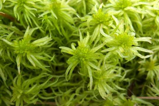 Слика од Sphagnum teres Ångström ex C. J. Hartman 1861